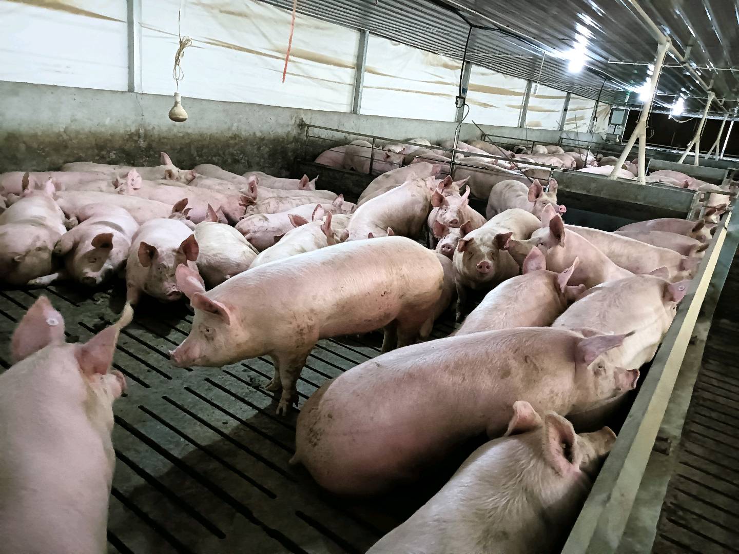 生意社：需求上升 国内生猪价格小幅上升